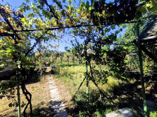 Záhrada na PREDAJ - KOMÁRNO  Okres Komárno ksk-PN-1526